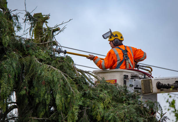 Tree and Shrub Care in Algonac, MI