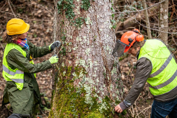 Professional Tree Care in Algonac, MI