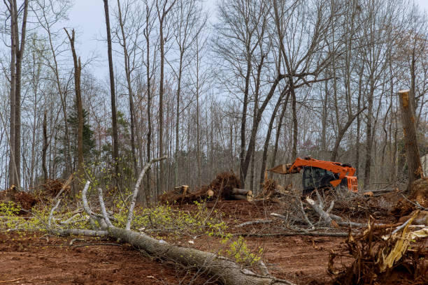 How Our Tree Care Process Works  in  Algonac, MI